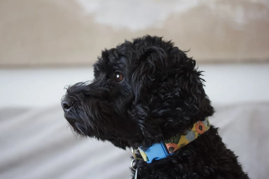 Schnoodle
