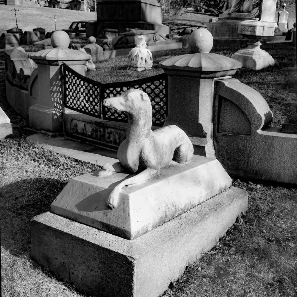 Whippet