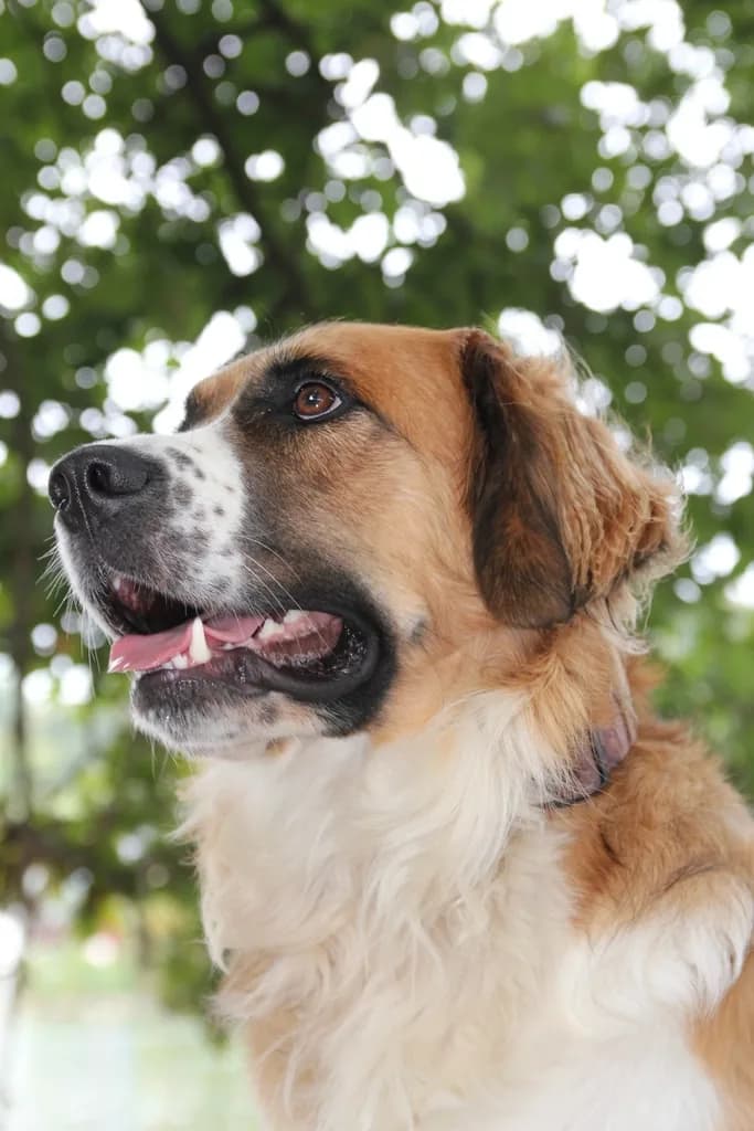 Saint Bernard