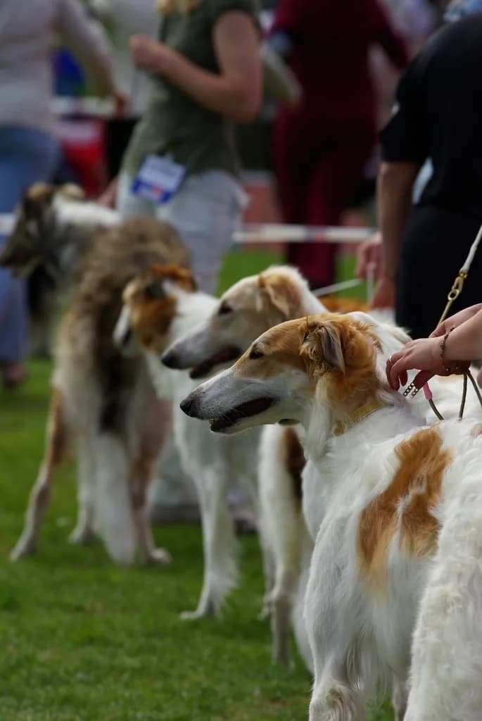 Borzoi