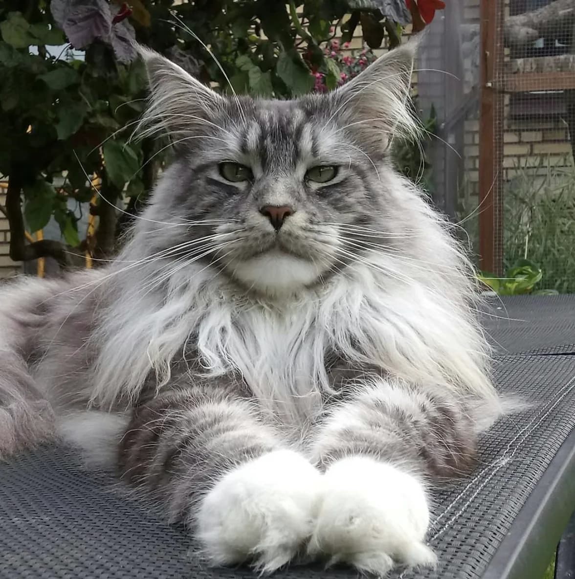 Meino meškėnas (Maine Coon)