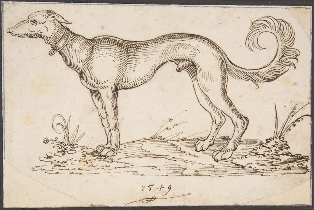 Greyhound