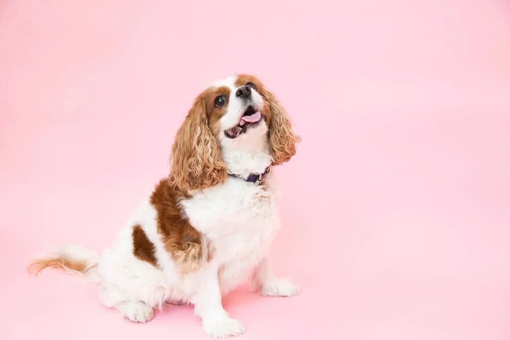 King Charles Spaniel