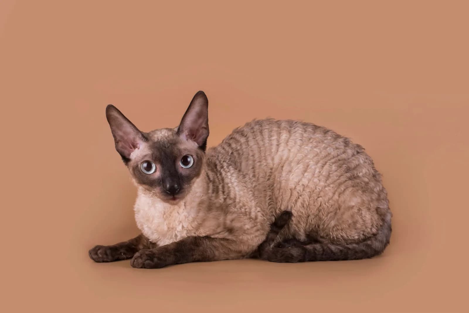 Cornish Rex