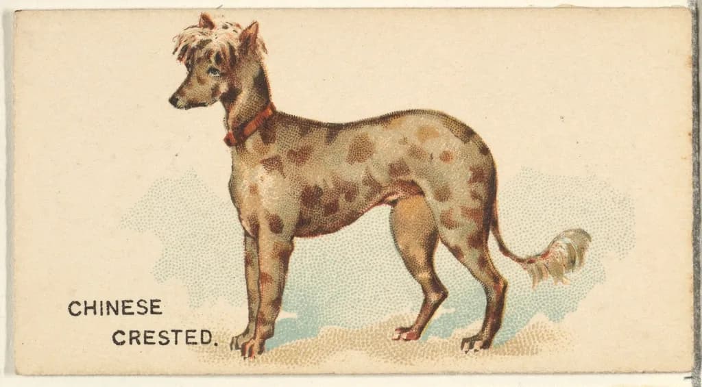Chinese Crested