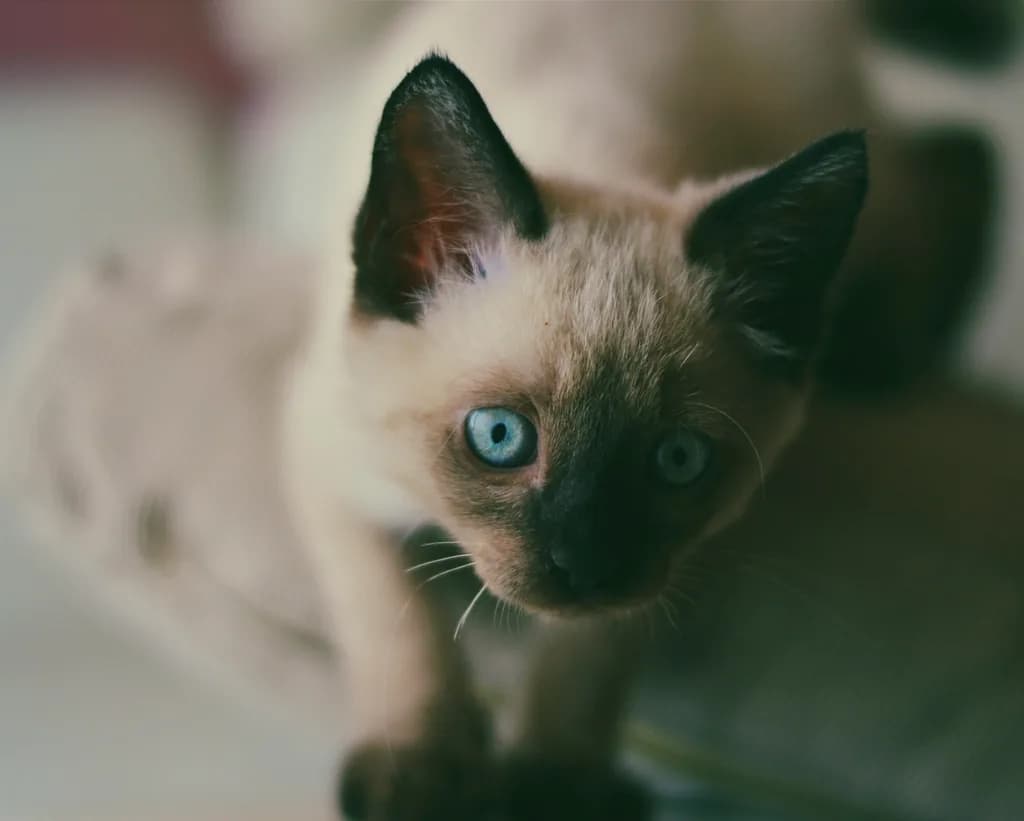 Siamese