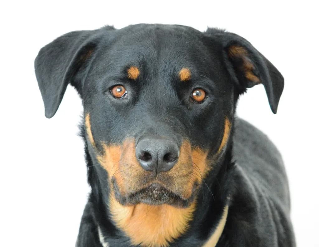 Rottweiler