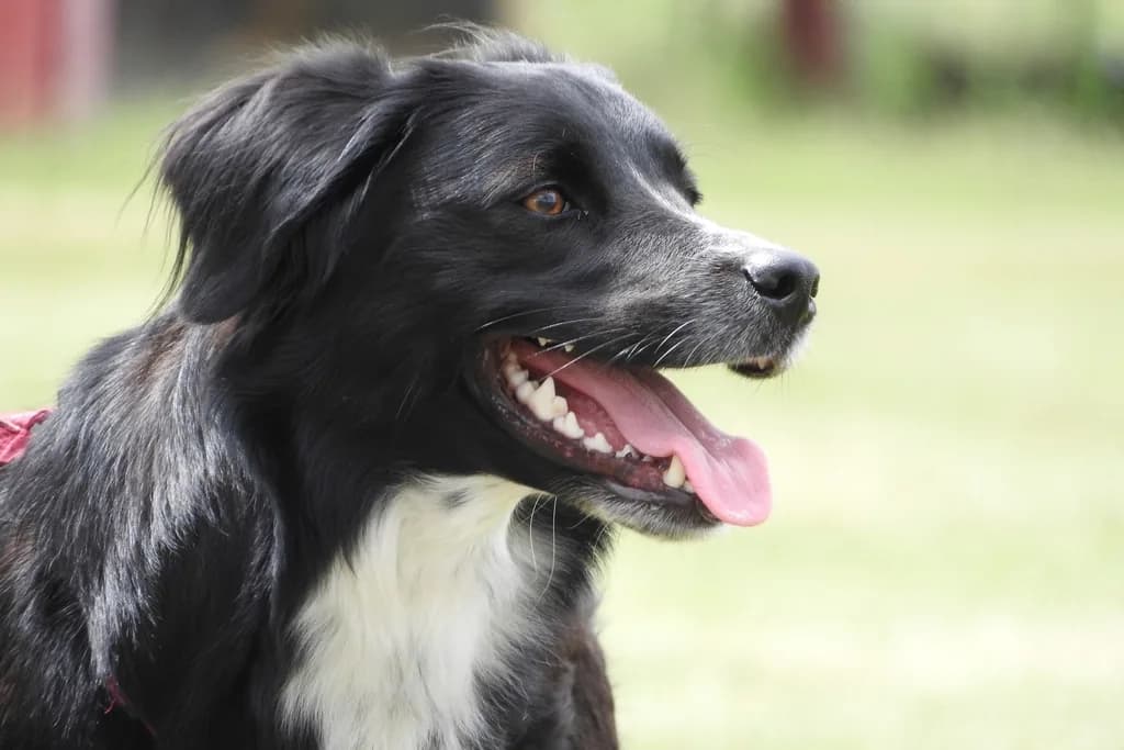 Border Collie