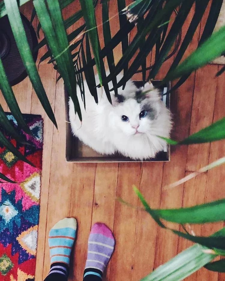 Ragdoll