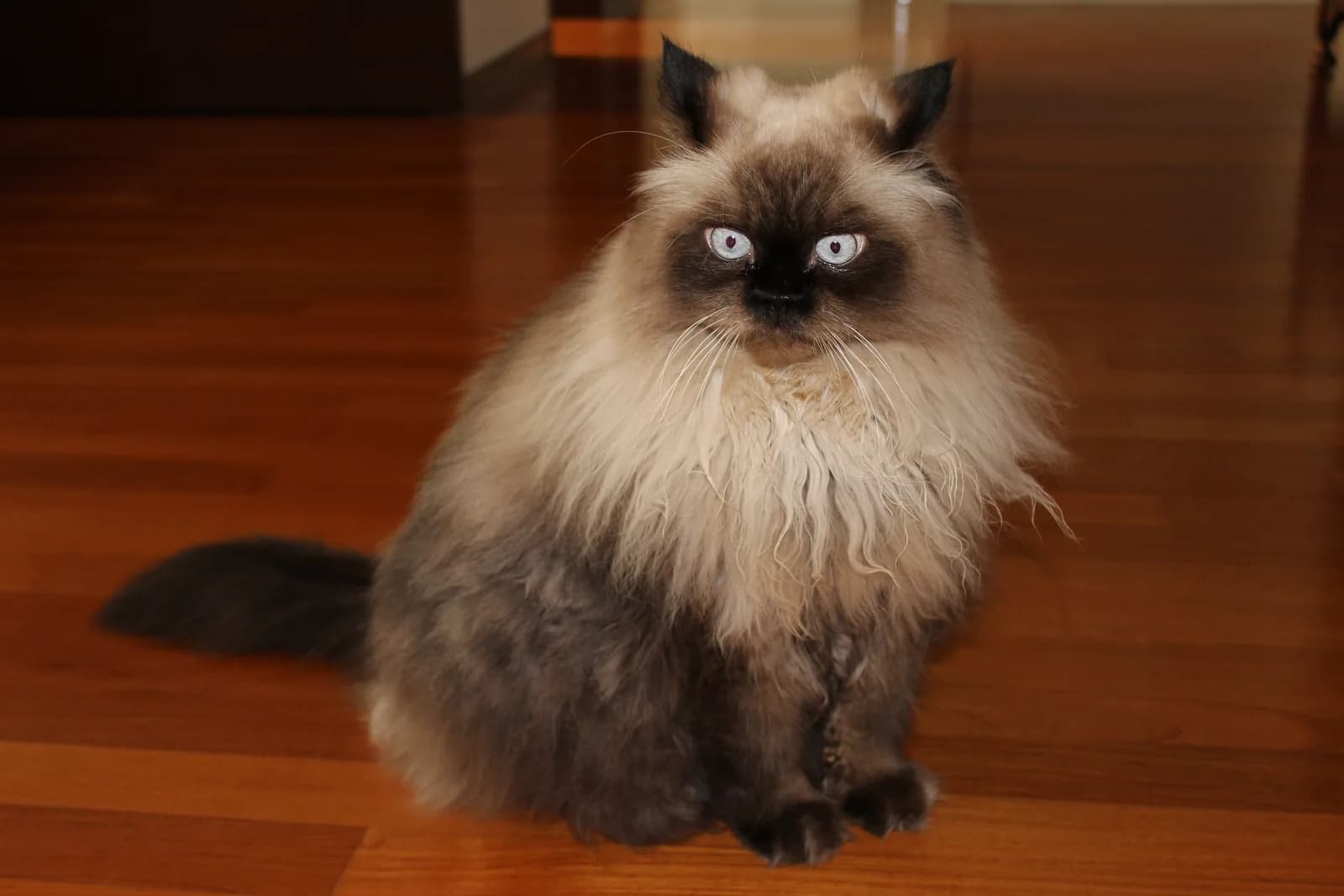 Himalayan