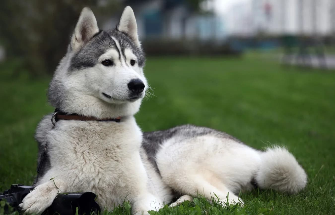 Alaskan Husky