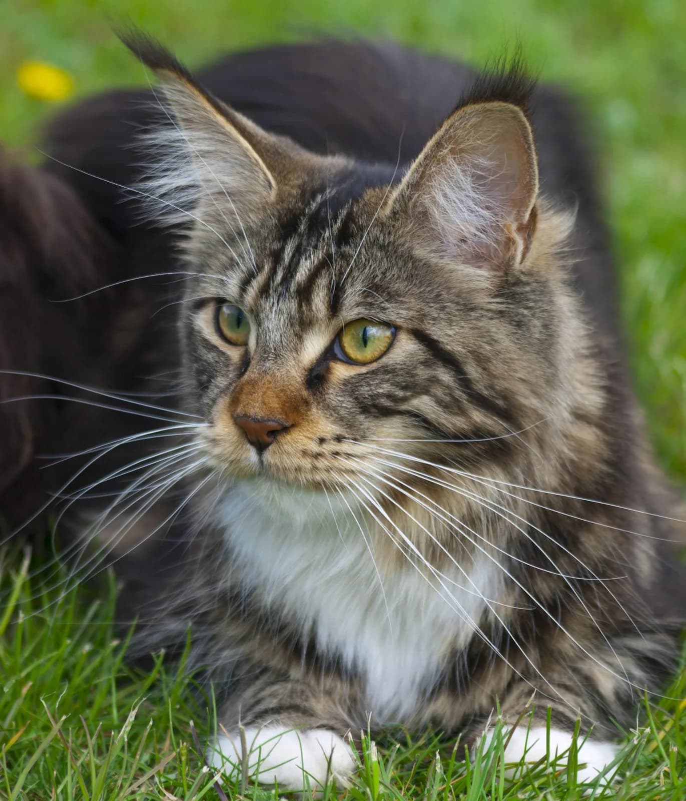 Meino meškėnas (Maine Coon)