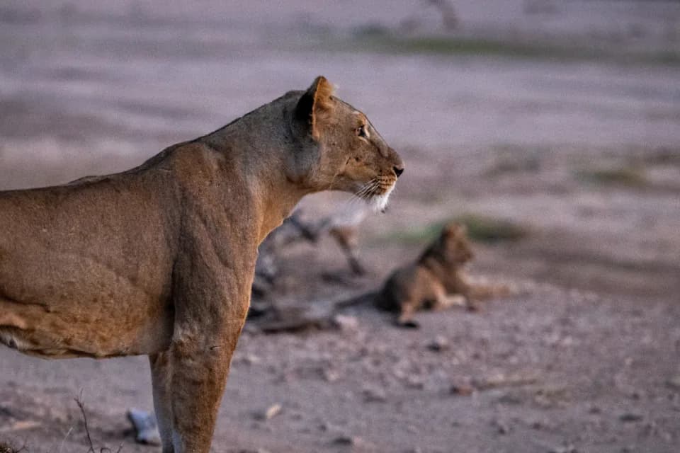 Safari