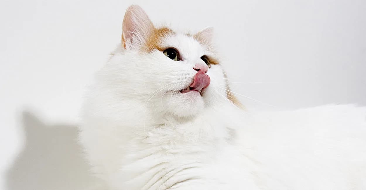 Turkish Van