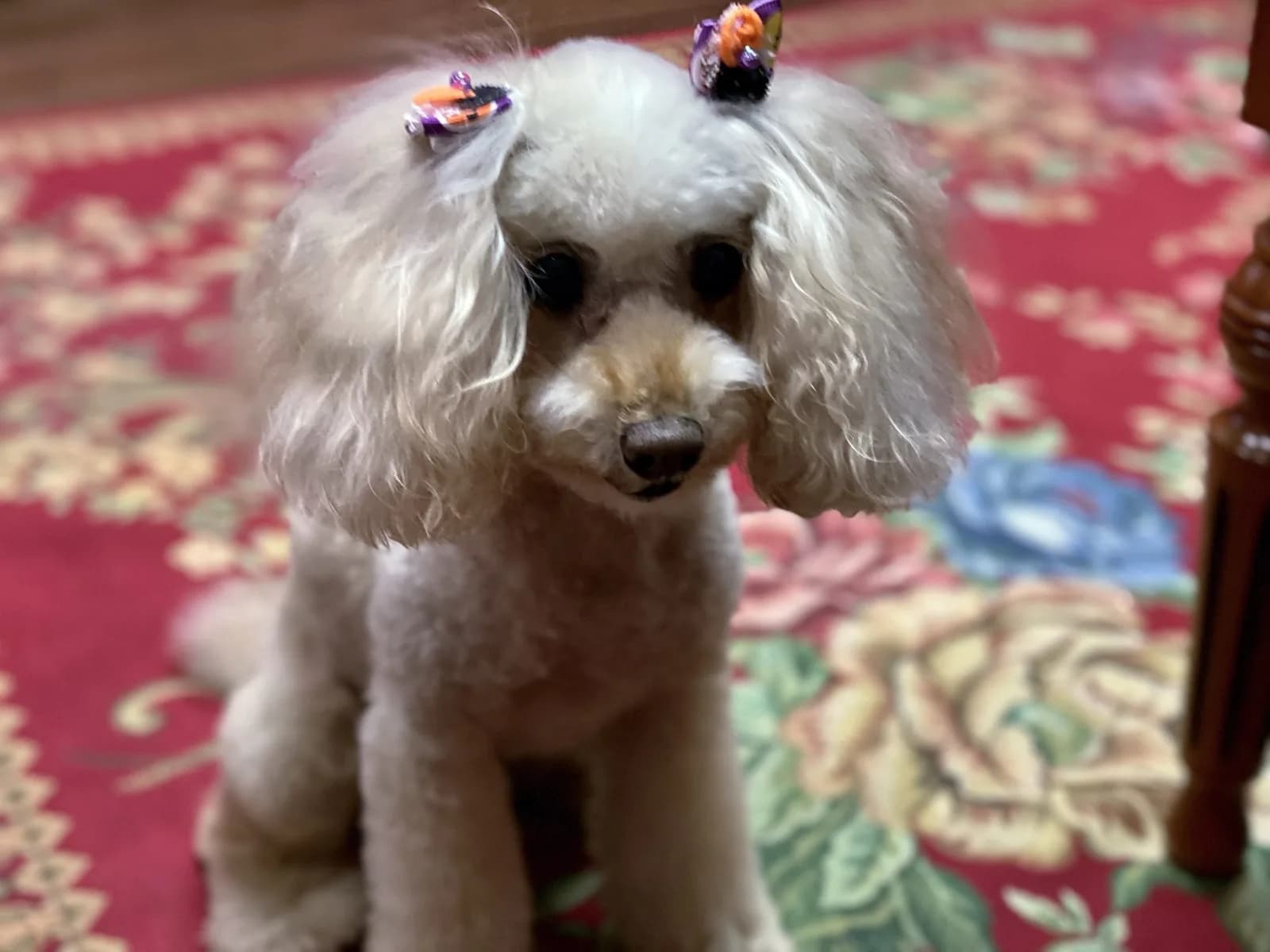 Poodle (Toy)