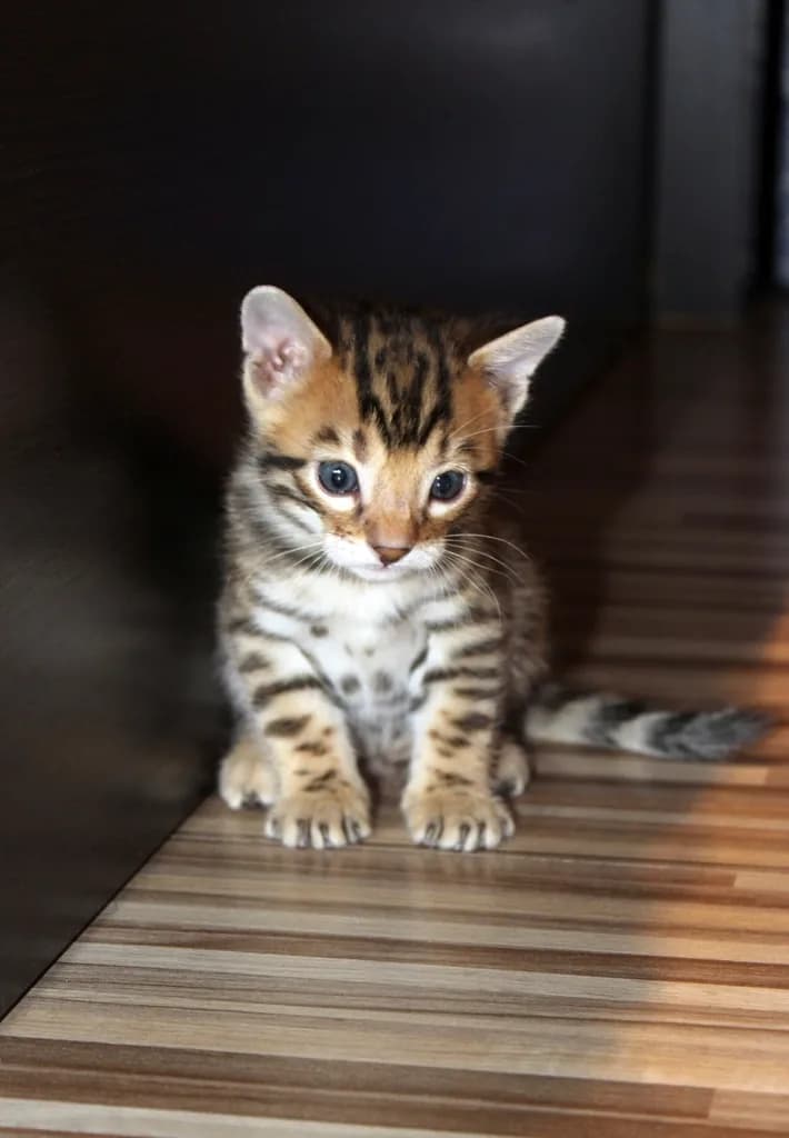 Bengal