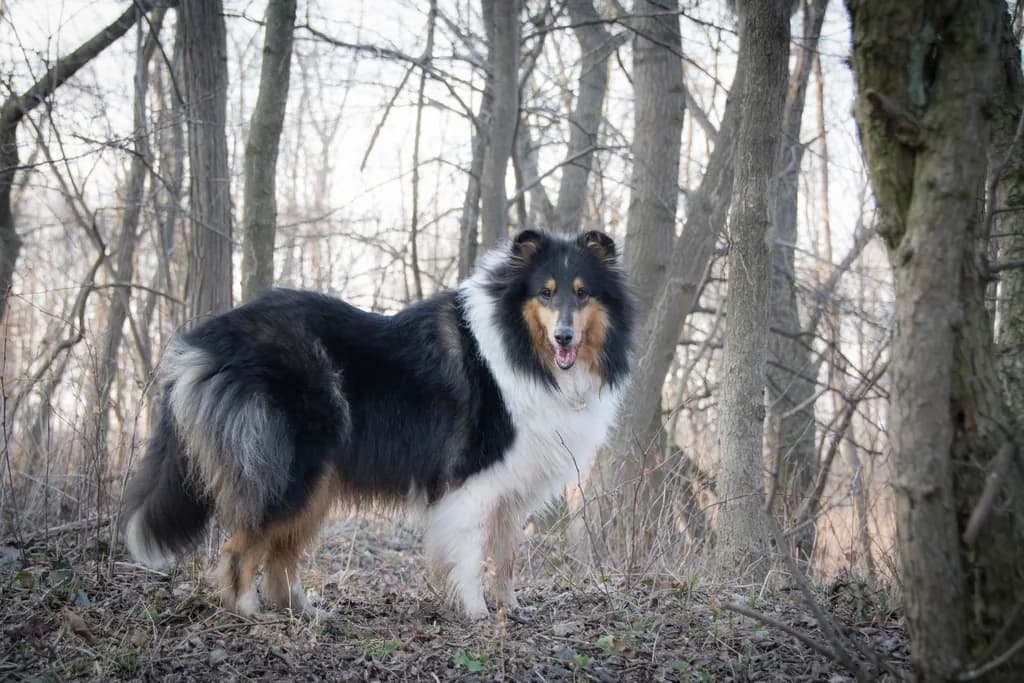 Rough Collie