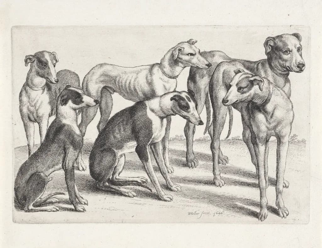 Whippet