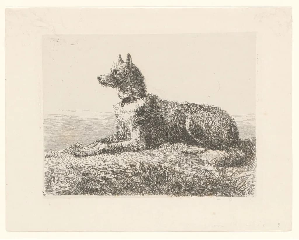 Australian Cattle Dog