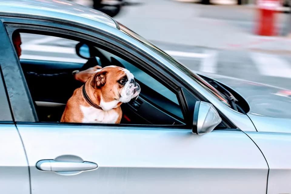 Pug