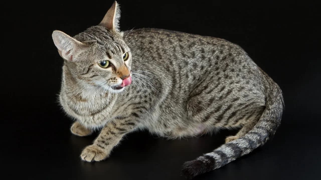 Egyptian Mau