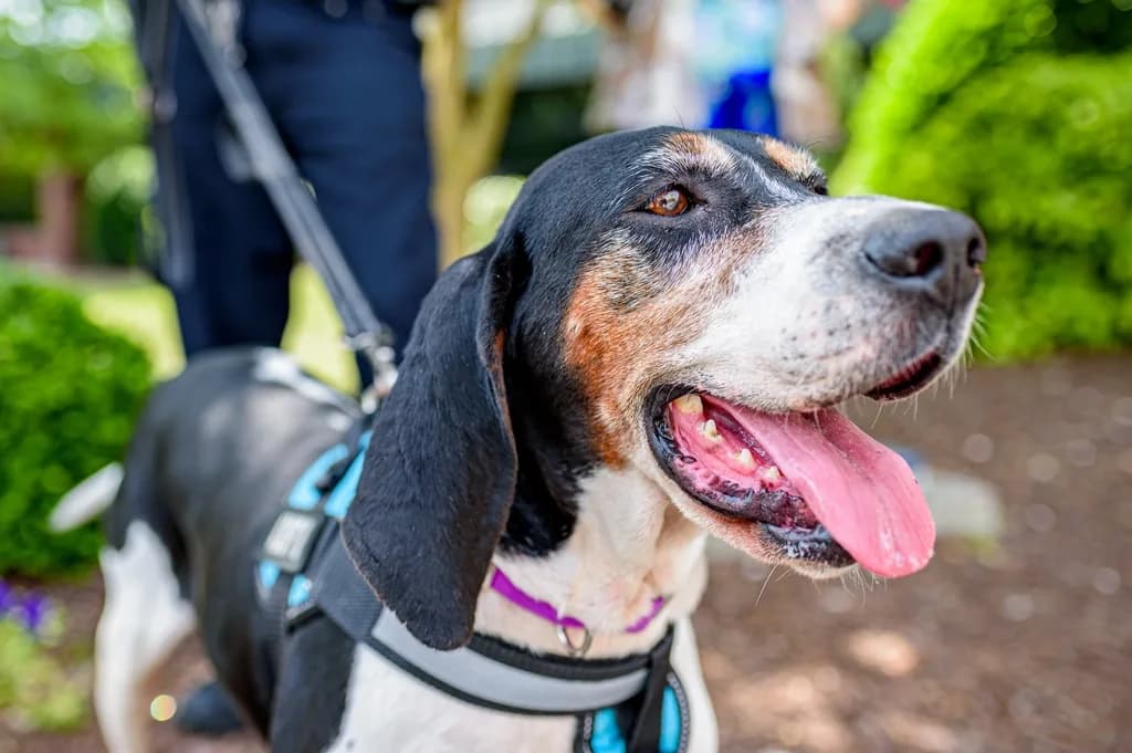 Treeing Walker Coonhound