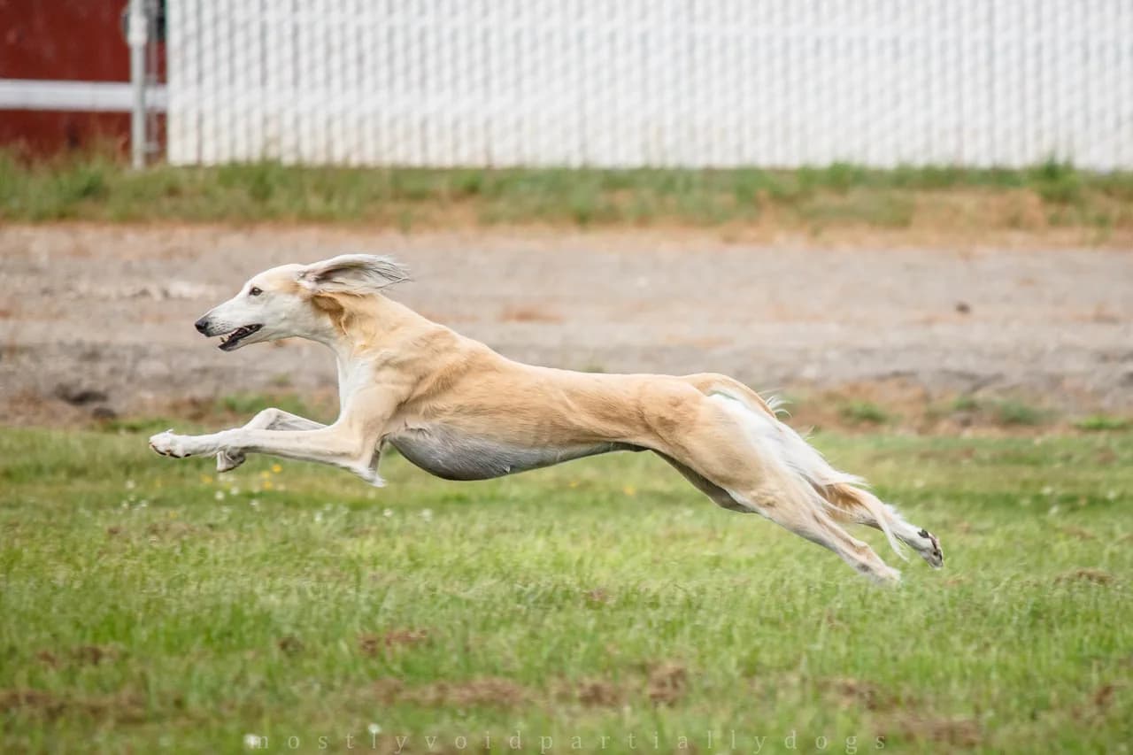 Saluki