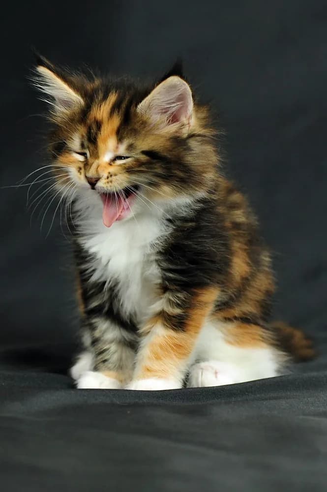 Meino meškėnas (Maine Coon)