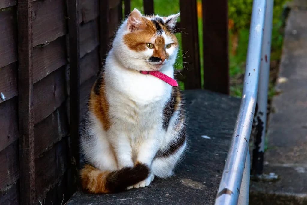 Manx
