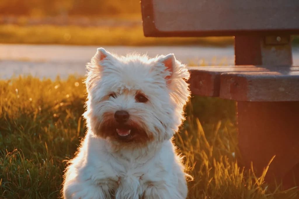 Scottish Terrier