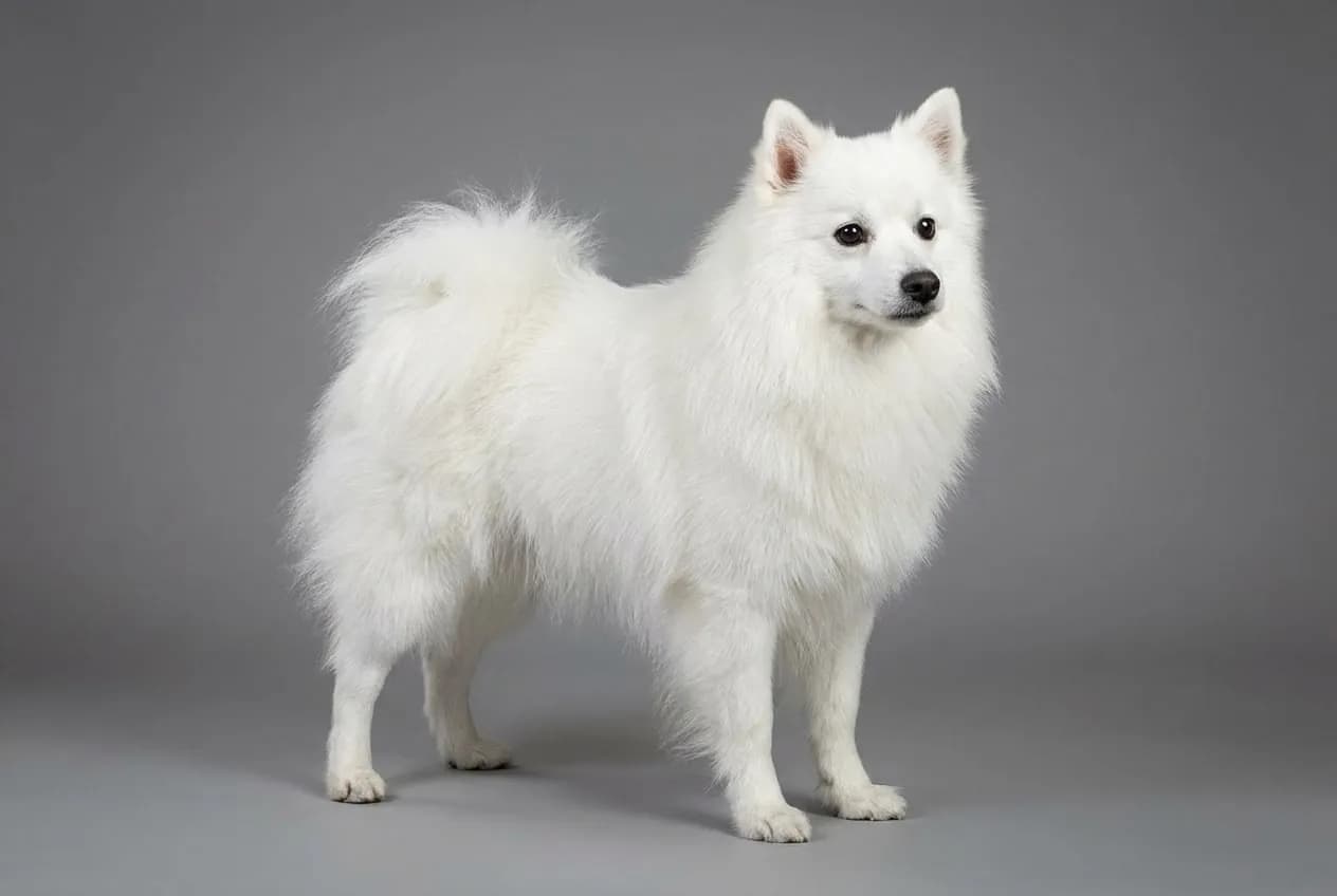 Japanese Spitz