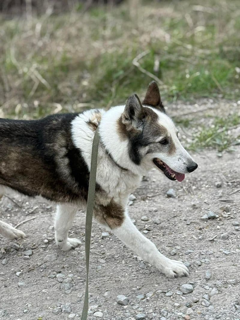 Liuksas