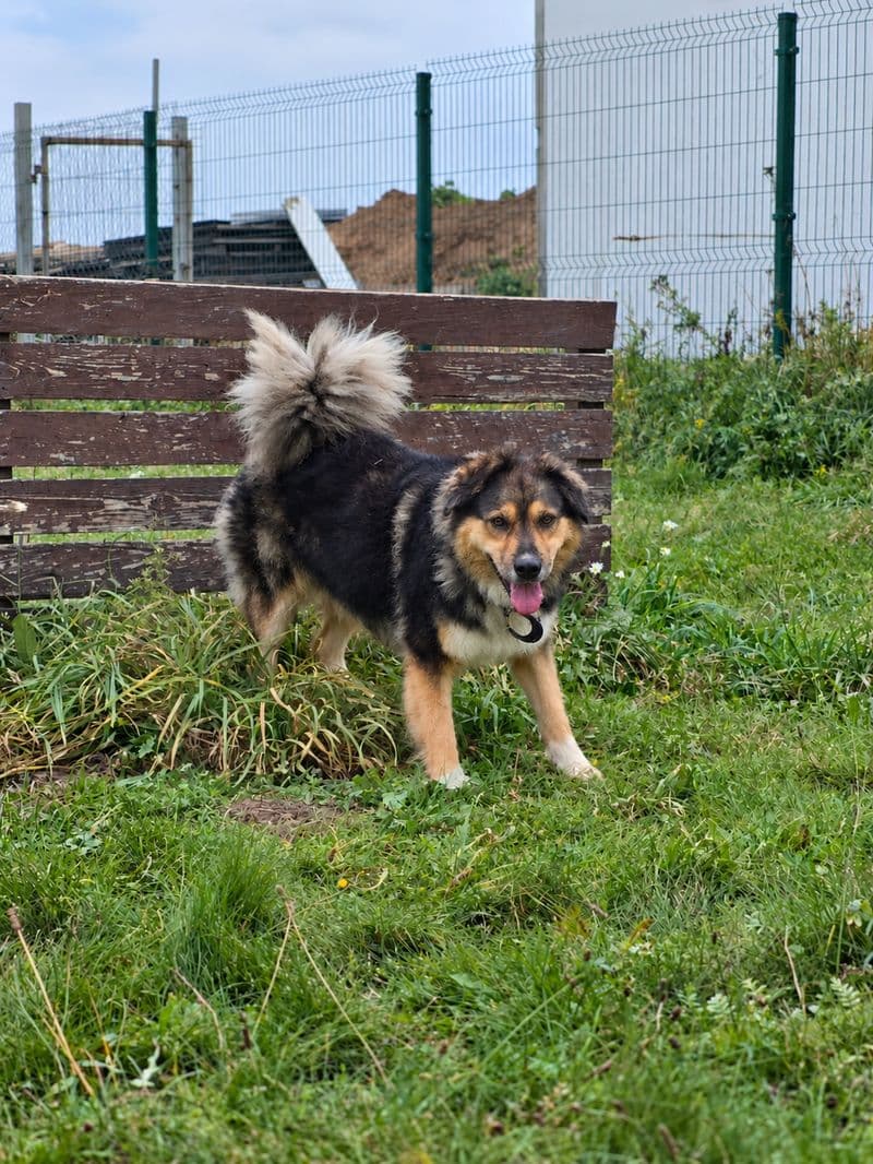 Čikago