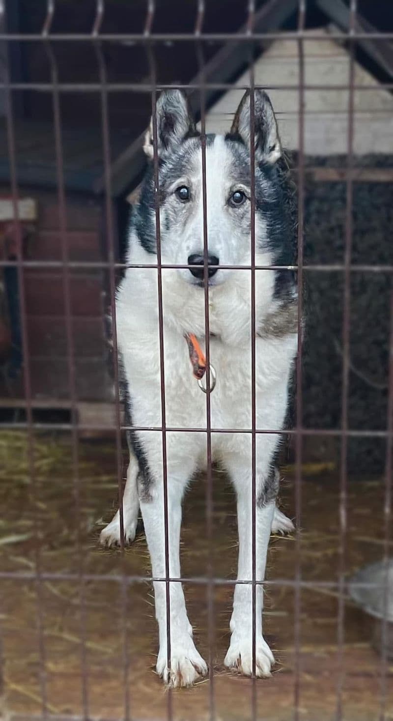 Liuksas