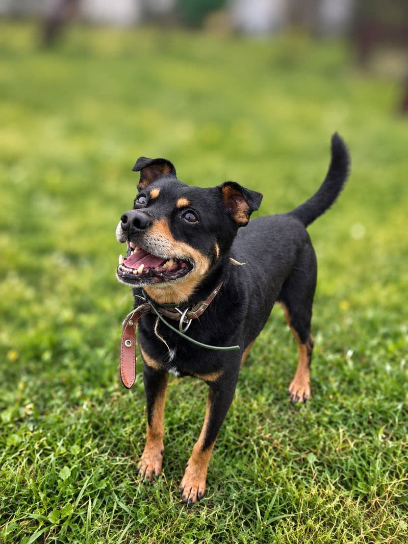 Pepsis