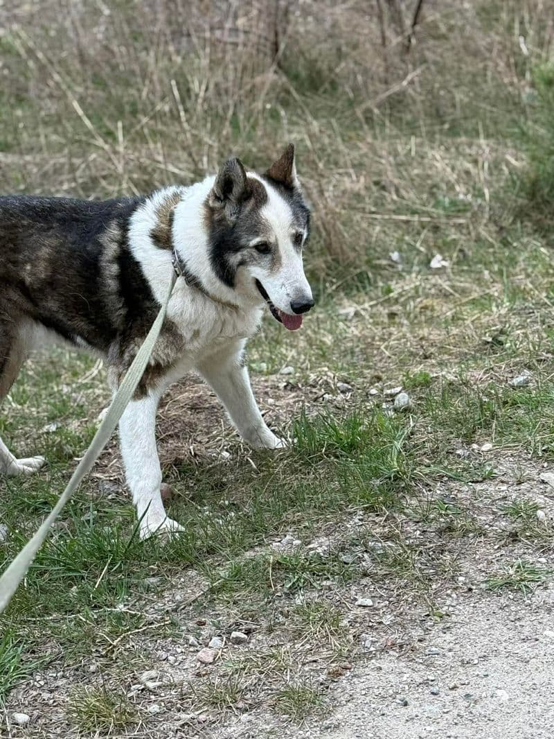 Liuksas