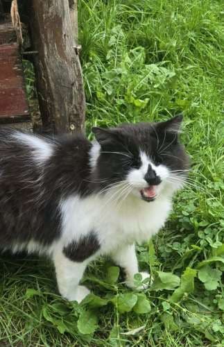 Miau