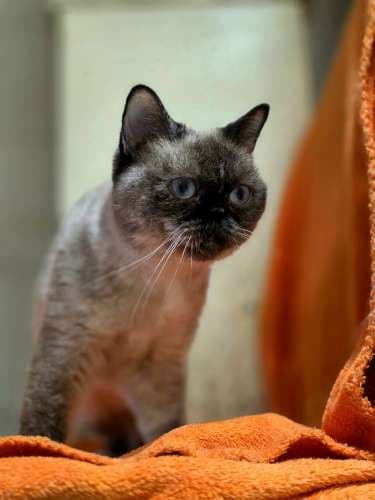 Pusnė