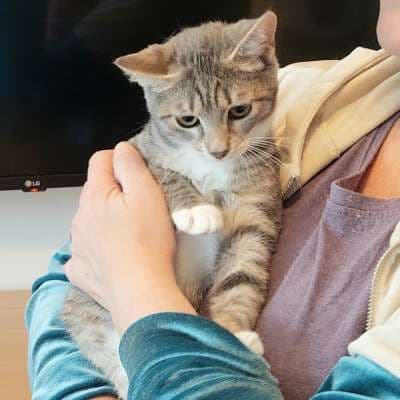 Tutsė