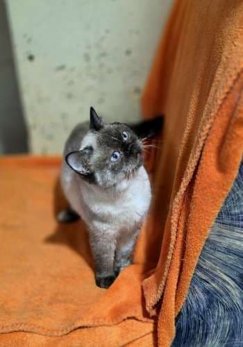 Pusnė