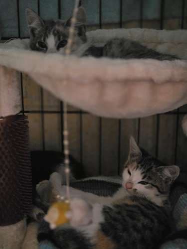 Madmuazelė, Sindirela ir Švylis