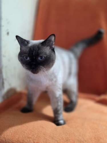 Pusnė