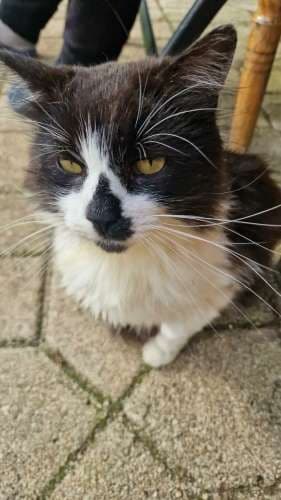 Miau