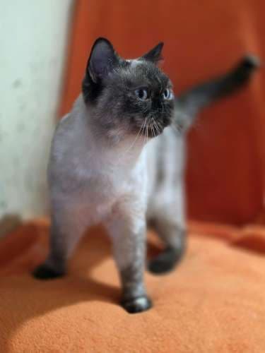 Pusnė