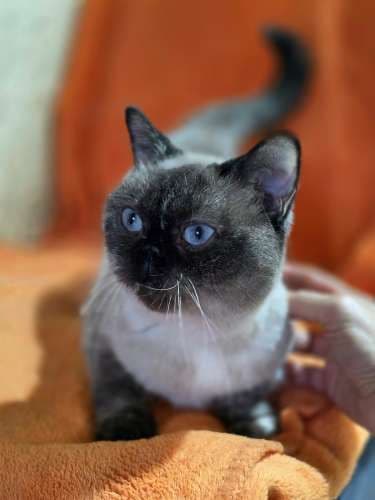Pusnė