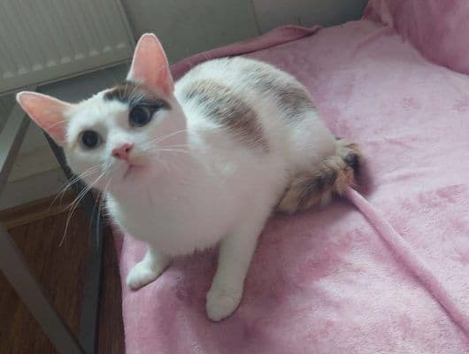 Katė