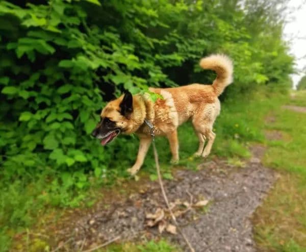 Dingo