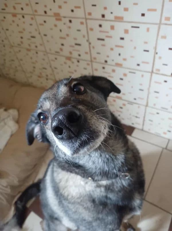 Pilkė