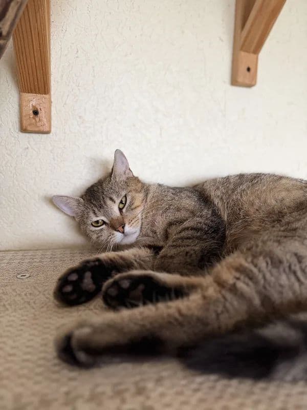 Leila