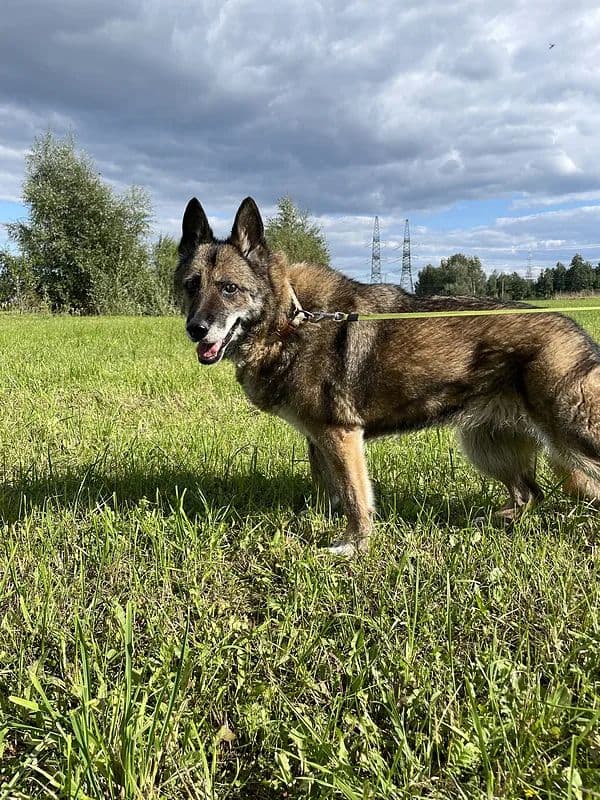 Satyra